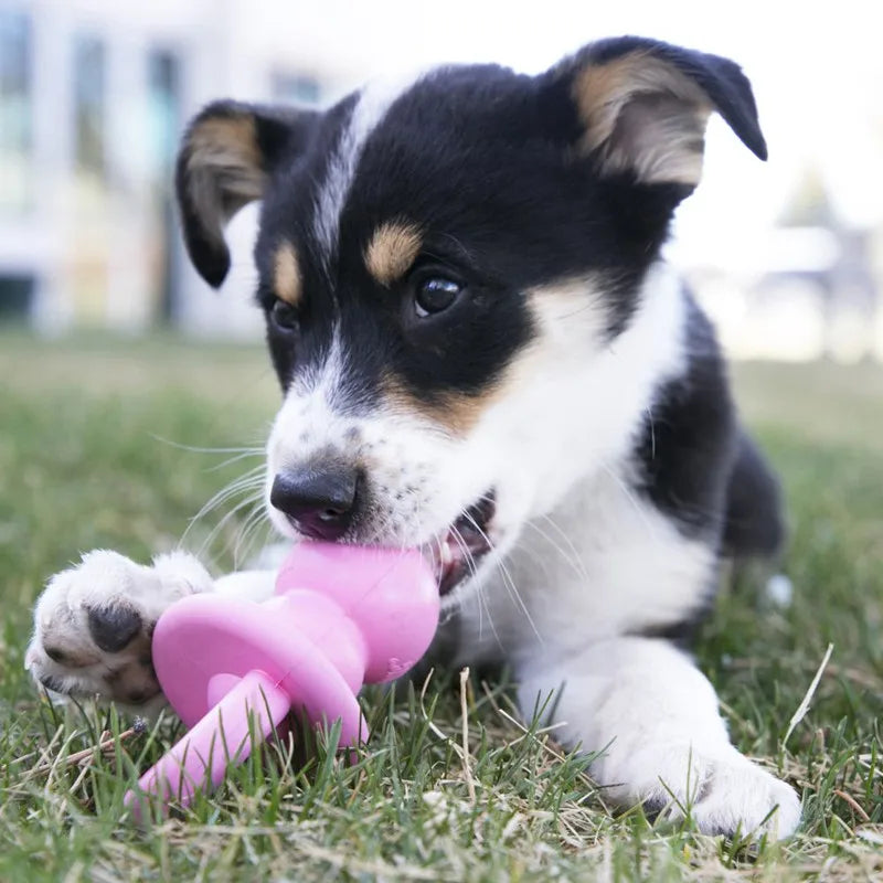 KONG Puppy Binkie – S/M | Speen-vormig Kauwspeeltje voor Puppy’s